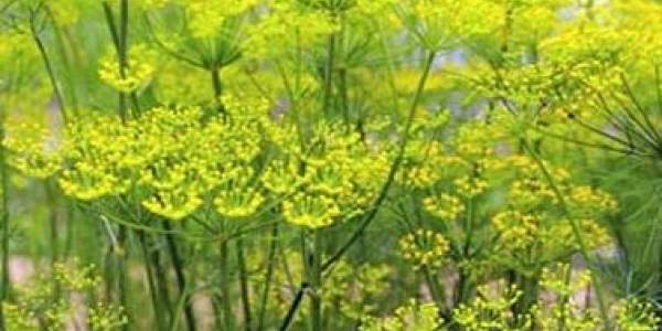 Cara Memanfatkan Tanaman Atsiri sebagai Herbal dan Aromaterapi untuk Wellbeing Manusia